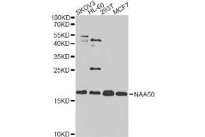 Western blot analysis of extracts of various cell lines, using NAA50 antibody. (NAA50 anticorps  (AA 1-169))
