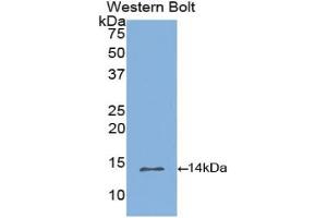 Western blot analysis of the recombinant protein. (INHBB anticorps  (AA 277-391))