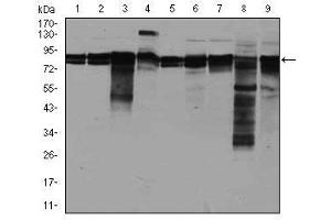 Image no. 4 for anti-Eukaryotic Translation Initiation Factor 4B (EIF4B) antibody (ABIN1497978) (EIF4B anticorps)