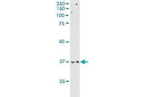 CD200R1 MaxPab rabbit polyclonal antibody. (CD200R1 anticorps  (AA 1-348))