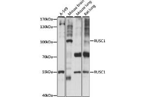 Western blot analysis of extracts of various cell lines, using RUSC1 antibody. (RUSC1 anticorps)