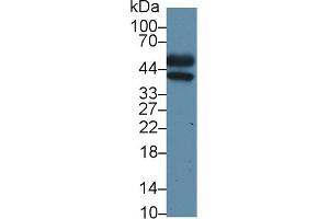 Detection of ORM2 in Mouse Liver lysate using Polyclonal Antibody to Orosomucoid 2 (ORM2) (Orosomucoid 2 anticorps  (AA 19-207))