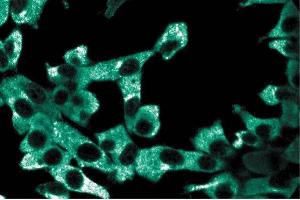 Immunoflourescence staining of ES2 cells. (AP3D1 anticorps  (AA 627-731))