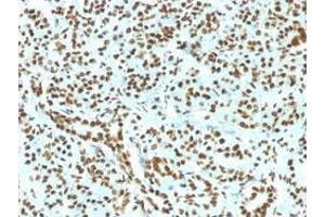 Immunohistochemical staining (Formalin-fixed paraffin-embedded sections) of human pancreas with Histone H1 recombinant monoclonal antibody, clone HH1/1784R . (Recombinant Histone H1 anticorps)