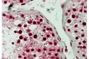 IHC testing of FFPE human testis tissue with LSD1 antibody at 5ug/ml. (LSD1 anticorps  (N-Term))