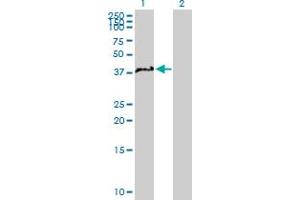 Western Blot analysis of NCF4 expression in transfected 293T cell line by NCF4 MaxPab polyclonal antibody.