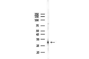 anti-Src-Like-Adaptor (SLA) (C-Term) antibody