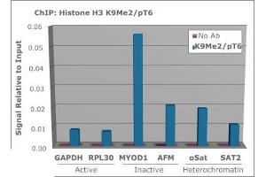 Chromatin Immunoprecipitation of Histone H3 [p Thr6, Dimethyl Lys9] Antibody. (Histone 3 anticorps  (H3K9me2, pThr6))