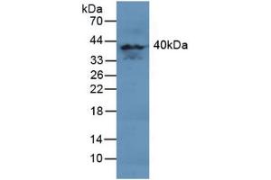 Figure. (MAPK11 anticorps  (AA 38-277))