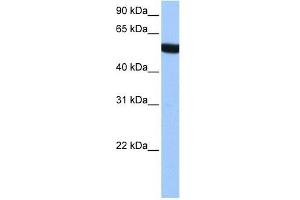 alpha Tubulin 3C antibody used at 1 ug/ml to detect target protein. (TUBA3C anticorps  (N-Term))