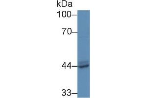 Western Blot; Sample: Human MCF7 cell lysate; Primary Ab: 5µg/ml Rabbit Anti-Mouse ACP3 Antibody Second Ab: 0.