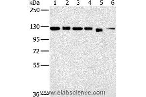 Western blot analysis of 293T, K562, hela, 231, Jurkat and NIH/3T3 cell, using MATR3 Polyclonal Antibody at dilution of 1:500