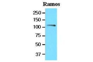 Western Blotting (WB) image for anti-Nuclear Factor of Activated T-Cells, Cytoplasmic, Calcineurin-Dependent 1 (NFATC1) (AA 428-716) antibody (ABIN336112)