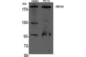 Western Blot (WB) analysis of specific cells using ABCA8 Polyclonal Antibody. (ABCA8 anticorps  (Internal Region))