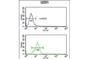 OLIG3 Antibody (Center) (ABIN652572 and ABIN2842385) flow cytometric analysis of  cells (bottom histogram) compared to a negative control cell (top histogram).
