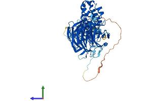 AlphaFold protein structure predicition of Human Recombinant KLHL24 Protein, UniprotID Q6TFL4