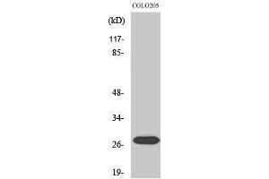 Western Blotting (WB) image for anti-Nuclear Receptor Interacting Protein 3 (NRIP3) (C-Term) antibody (ABIN3185959) (NRIP3 anticorps  (C-Term))