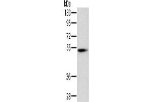 Western Blotting (WB) image for anti-Pancreatic Lipase (PNLIP) antibody (ABIN2430608) (PNLIP anticorps)