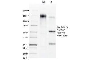 SDS-PAGE Analysis of Purified, BSA-Free Connexin 32 Antibody (clone R5. (GJB1 anticorps)