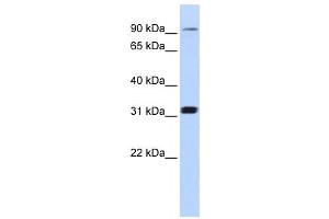 Western Blotting (WB) image for anti-Cyclin M4 (CNNM4) antibody (ABIN2459291) (CNNM4 anticorps)
