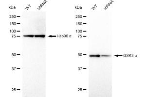 Western blotting analysis using GSK3 alpha antibody (ABIN7798777). (Recombinant GSK3 alpha anticorps)