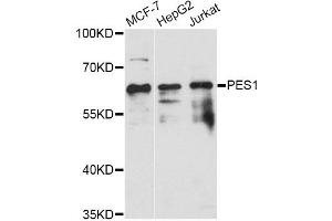 Western blot analysis of extracts of various cell lines, using PES1 antibody (ABIN6293971) at 1:3000 dilution. (PES1 anticorps)