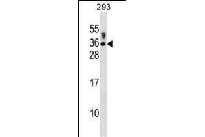 SSX5 Antibody (N-term) (ABIN1538874 and ABIN2850004) western blot analysis in 293 cell line lysates (35 μg/lane). (SSX5 anticorps  (N-Term))