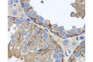 Immunohistochemistry analysis of paraffin-embedded mouse testis using FAS Monoclonal Antibody at dilution of 1:200. (FAS anticorps)