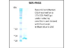 SDS-PAGE (SDS) image for Chemokine (C-C Motif) Ligand 4 (CCL4) (Active) protein (ABIN5509373) (CCL4 Protéine)