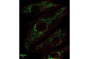 Immunofluorescence (IF) image for anti-Solute Carrier Family 25, Member 37 (SLC25A37) antibody (ABIN3004289)