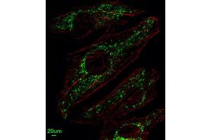Immunofluorescence (IF) image for anti-Solute Carrier Family 25, Member 37 (SLC25A37) antibody (ABIN3004289) (SLC25A37 anticorps)