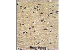 Formalin-fixed and paraffin-embedded human brain with CUEDC2 Antibody (C-term), which was peroxidase-conjugated to the secondary antibody, followed by DAB staining.