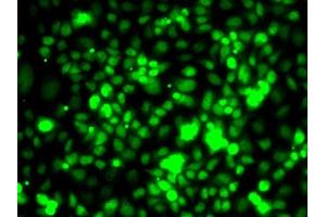 Immunofluorescence analysis of MCF7 cells using TCEB3 antibody (ABIN6131620, ABIN6148938, ABIN6148939 and ABIN6222760). (TCEB3 anticorps  (AA 679-798))