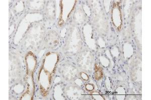 Immunoperoxidase of purified MaxPab antibody to CAPS on formalin-fixed paraffin-embedded human kidney.