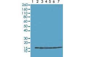 Western blot analysis of Lane 1: recombinant Histone H2A, Lane 2: recombinant Histone H2B, Lane 3: HeLa, Lane 4: A375, Lane 5: SK-MEL-2, Lane 6: A431, Lane 7: K562 whole cell lysates with Histone H2B monoclonal antibody, clone RM230  at 0. (HIST2H2BE anticorps  (C-Term))