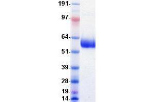 Validation with Western Blot (VISTA Protein (Fc Tag))