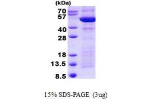 Image no. 1 for Synaptotagmin IV (SYT4) (AA 38-425) protein (His tag) (ABIN6387134)