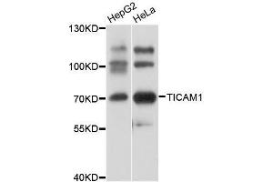 Western blot analysis of extracts of various cell lines, using TICAM1 antibody. (TICAM1 anticorps  (AA 20-200))