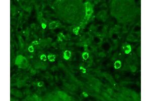 Immunohistochemistry analysis using Mouse Anti-GABA A Receptor Monoclonal Antibody, Clone S95-35 .