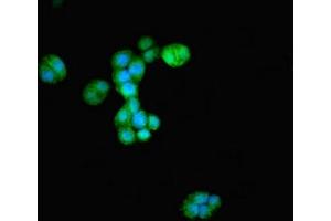 Immunofluorescence staining of PC-3 cells with ABIN7149030 at 1:233, counter-stained with DAPI. (ATG4D anticorps  (AA 14-43))
