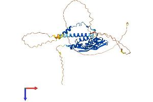 AlphaFold protein structure predicition of Mouse Recombinant Rad52 Protein, UniprotID P43352