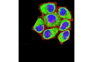 Immunofluorescence analysis of Hela cells using FOLR1 mouse mAb (green).