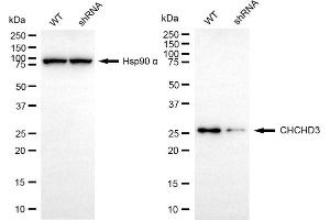 Western blotting analysis using CHCHD3 antibody (ABIN7798117). (CHCHD3 anticorps)