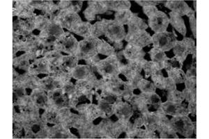ABIN185543 (20 µg/mL) staining of PFA-perfused cryosection of Rat Liver.