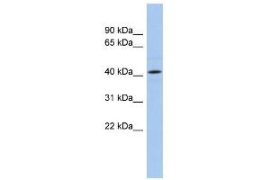 WB Suggested Anti-ANGPTL5 Antibody Titration: 0. (ANGPTL5 anticorps  (N-Term))