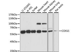 Western blot analysis of extracts of various cell lines, using COX15 antibody (ABIN7266634) at 1:1000 dilution. (COX15 anticorps  (AA 150-250))