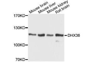 Western blot analysis of extracts of various cell lines, using DHX36 antibody.