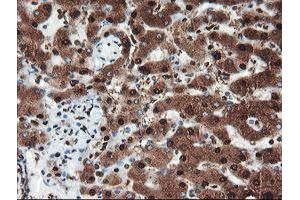 Image no. 7 for anti-Proteasome Subunit alpha 6 (PSMA6) antibody (ABIN1500465)