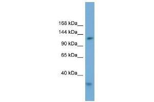 Western Blot showing RFC1 antibody used at a concentration of 1-2 ug/ml to detect its target protein. (RFC1 anticorps  (Middle Region))