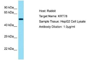 Host: Rabbit Target Name: KRT78 Sample Tissue: Human HepG2 Whole Cell Antibody Dilution: 1ug/ml (Keratin 78 anticorps  (Middle Region))